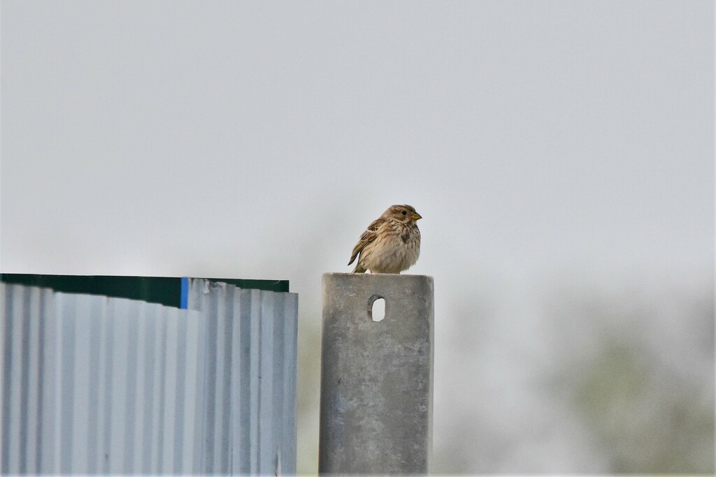 Corn Bunting from Дивное, Ставропольский край, Россия on April 29, 2023 ...