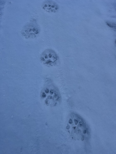 Mountain Lion Tracks – NatureTracking