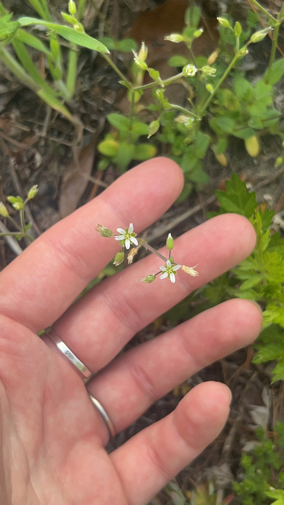 Thyme-leaved Sandwort from New York on May 7, 2023 at 02:34 PM by ...