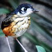 White-lored Antpitta - Photo (c) Rudy Gelis, all rights reserved, uploaded by Rudy Gelis