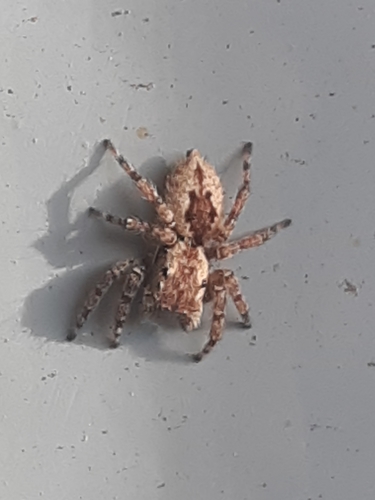 Mexigonus minutus