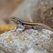 Rose-bellied Lizard - Photo (c) Enrique Giron, all rights reserved, uploaded by Enrique Giron