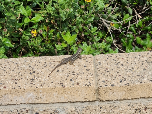 iNaturalist observation photo of Western Fence Lizard