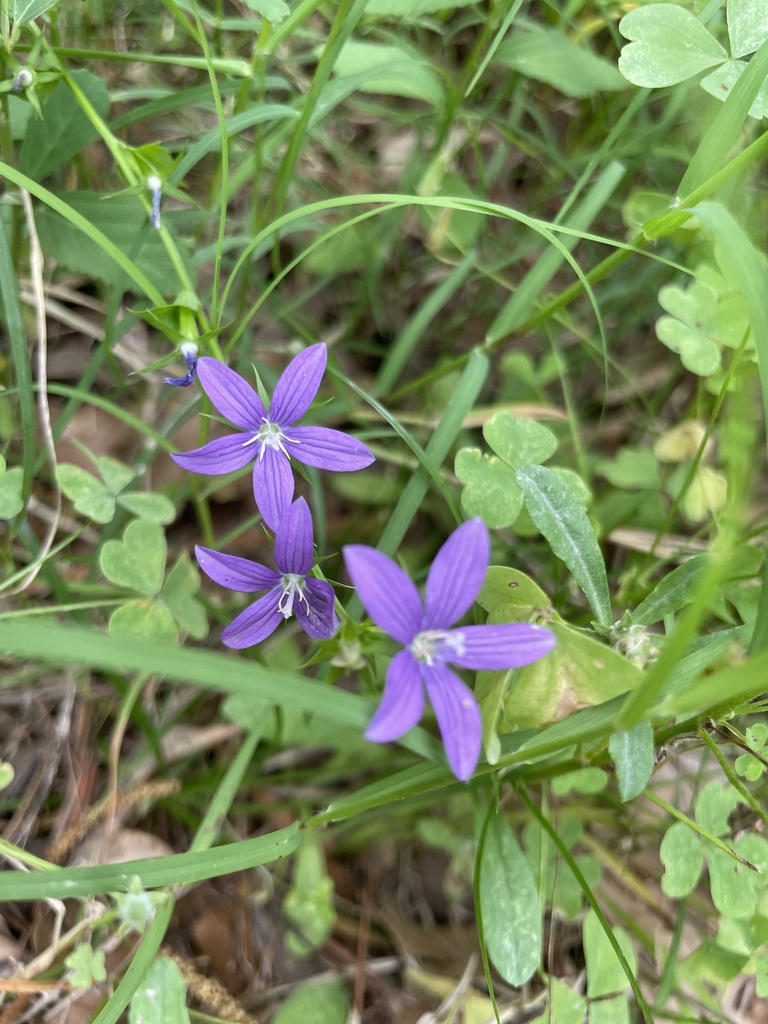 Venus's lookingglass from Antler Cir, DeRidder, LA, US on May 7, 2023