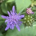 Wood Scabious - Photo (c) Kailyn A, all rights reserved, uploaded by Kailyn A