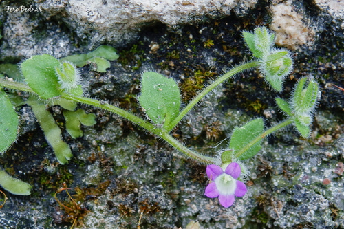 Delicate Bellflower (Campanula delicatula)