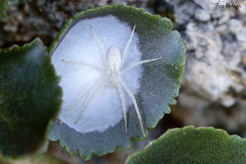Philodromus