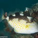 Starry Triggerfish - Photo (c) Tim Cameron, all rights reserved