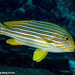 色帶胡椒鯛 - Photo (c) Tim Cameron，保留所有權利