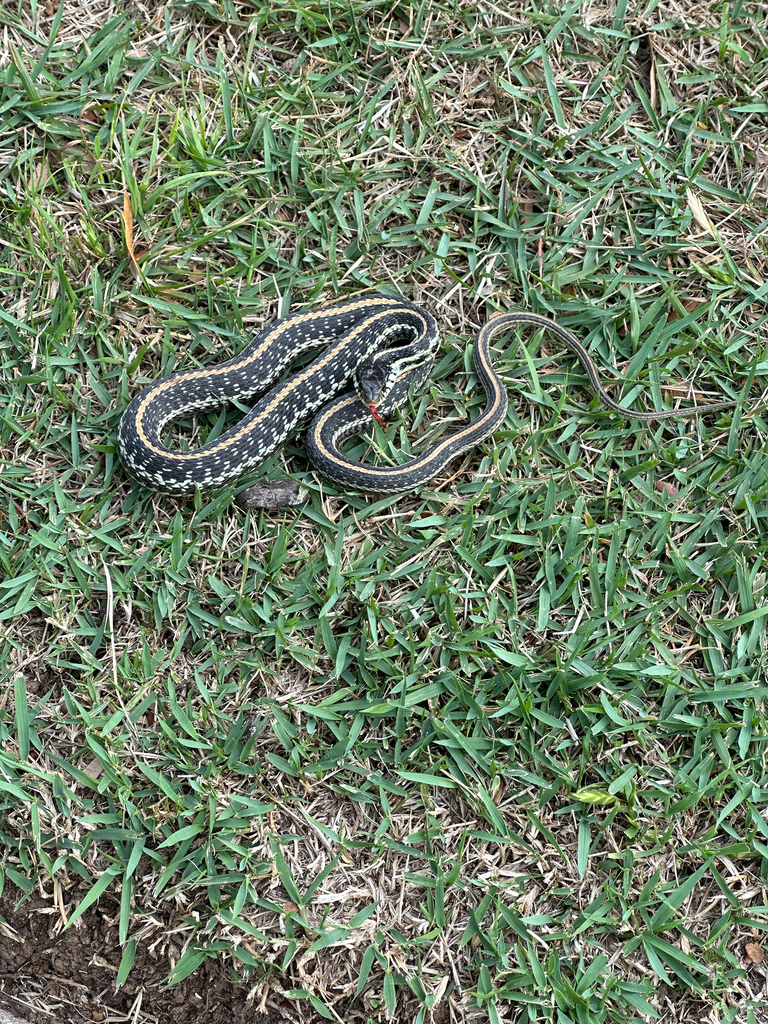 Texas Garter Snake in May 2023 by Vance Gulickson · iNaturalist