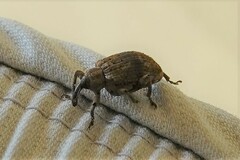 Phelypera distigma image