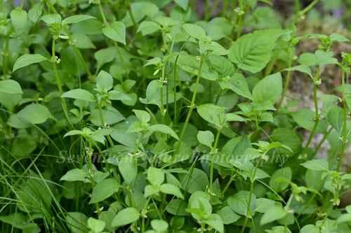 Theligonum macranthum