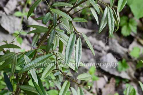 Elaeagnus lanceolata