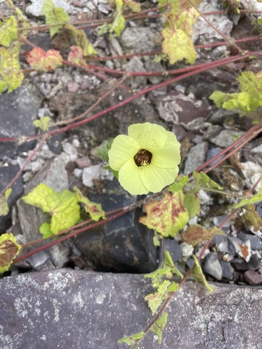 Pavonia cancellata