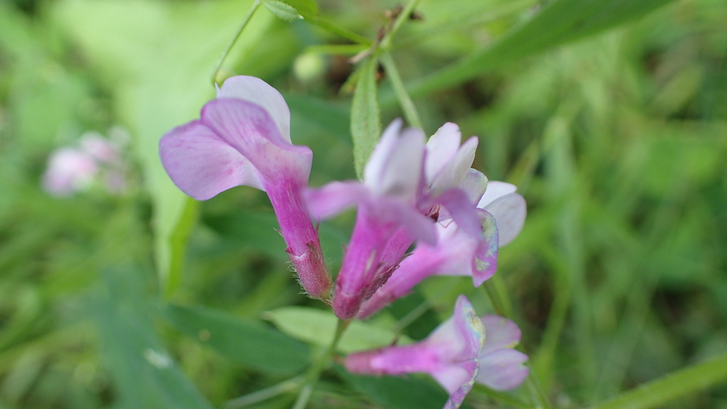 American vetch from San Mateo County, CA, USA on May 06, 2023 at 01:12 ...
