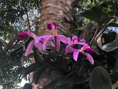 Cattleya violacea image