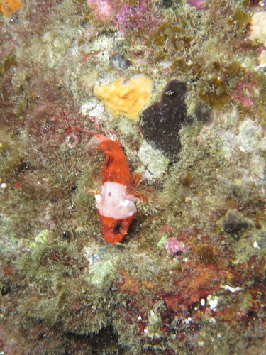 Scorpaenodes arenai