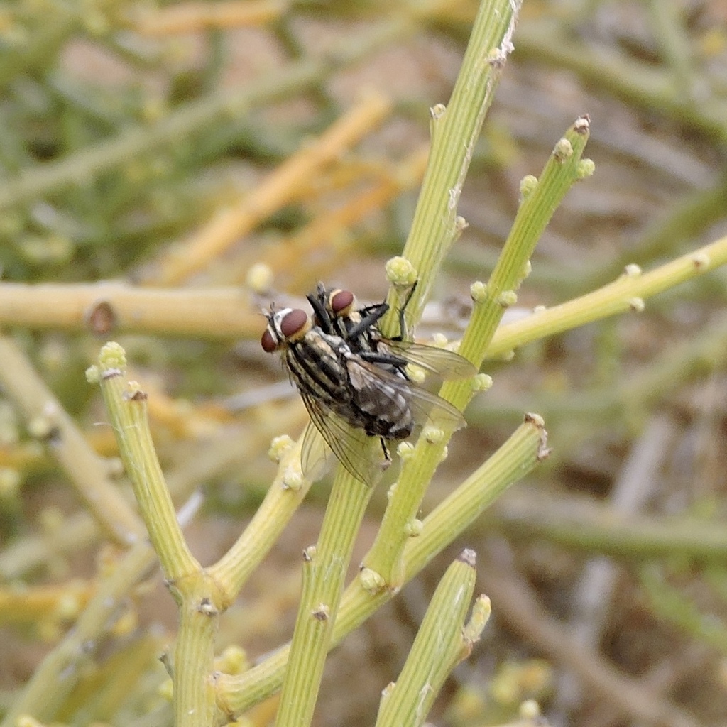 Bot Flies, Blow Flies, and Allies from Nildottie SA 5238, Australia on May 8, 2023 at 0248 AM