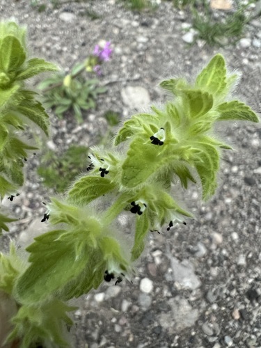 Sideritis lanata