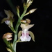 Orquídea Monja Africana - Photo (c) guadalupe_cornejo_tenorio, todos los derechos reservados, subido por guadalupe_cornejo_tenorio