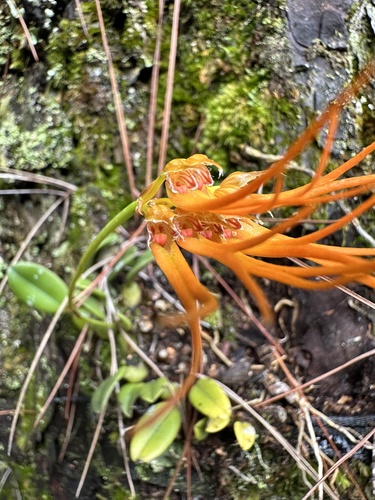 Setaceum Orchid