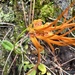 Bulbophyllum setaceum - Photo (c) oldcat, todos los derechos reservados