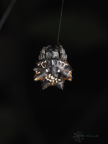Asian Spinybacked Orbweaver