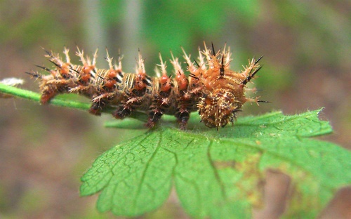 Gray Comma