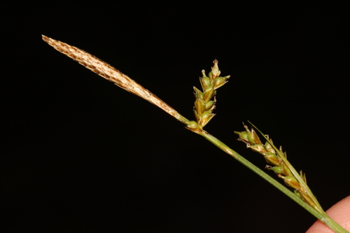 Carex stenostachys