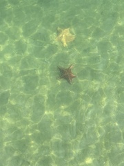 Cushion Sea Star