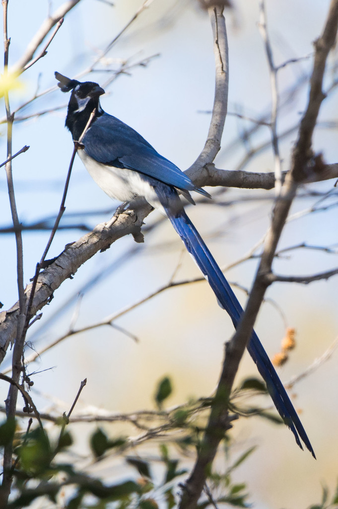 Black-throated Magpie-Jay - Calocitta colliei - Birds of the World