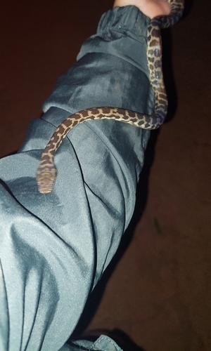 Spotted Python sighting