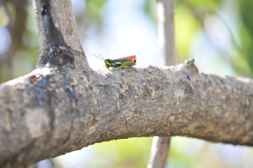 Proctolabus mexicanus