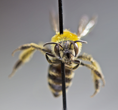 Andrena duplicata