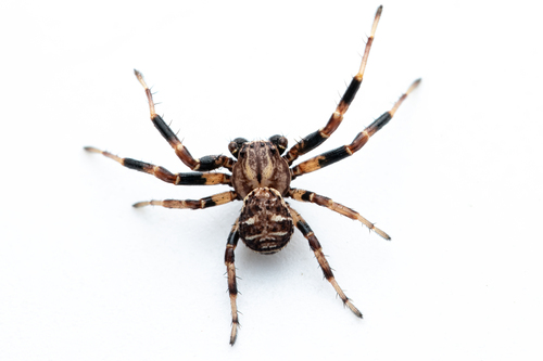 Xysticus lineatus nuotrauka