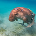 Dugong - Photo (c) Martin Kostal, all rights reserved, uploaded by Martin Kostal
