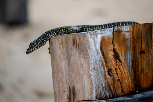 Blue-tailed Monitor — seen at this dive site