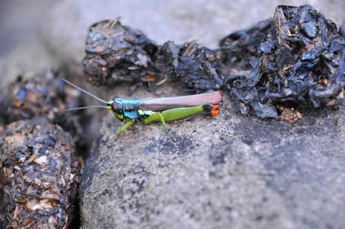Proctolabus mexicanus