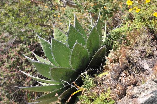 Agave horrida