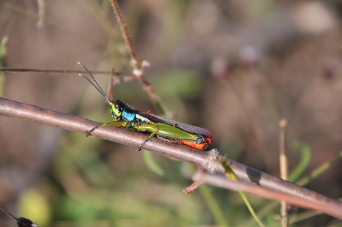 Proctolabus mexicanus