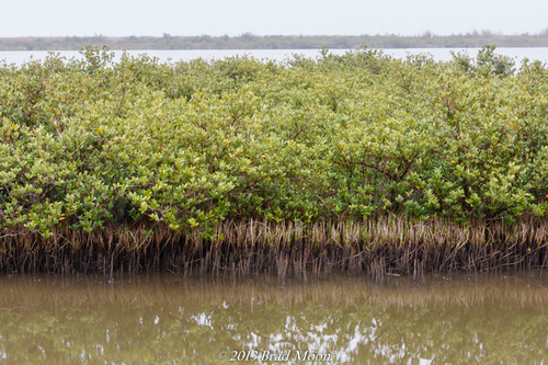 black mangrove