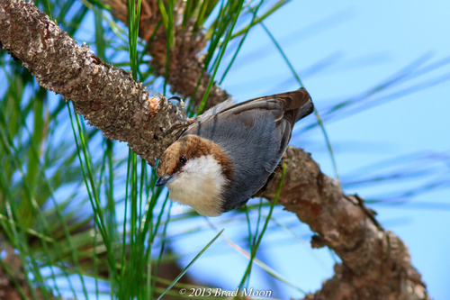 Brown-headed Nuthatch