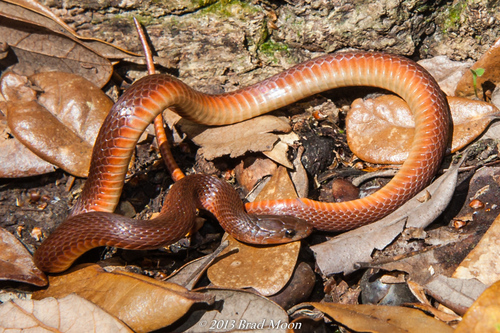 Rough Earthsnake