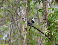 Notharchus hyperrhynchus image