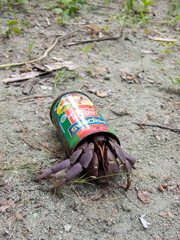 Purple Hermit Crab