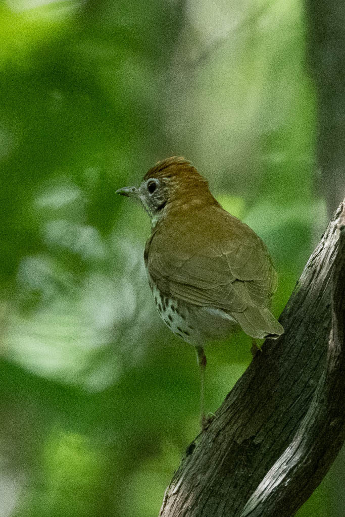Wood Thrush from North Ridge, Alexandria, VA, USA on May 5, 2023 at 0913 AM by James Spitznas