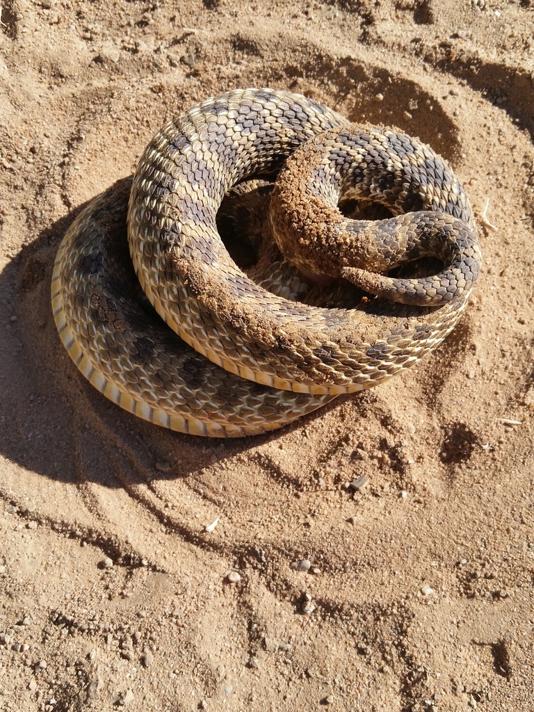 Plains Hognose Snake From Valencia County, Nm, Usa On June 16, 2019 At 