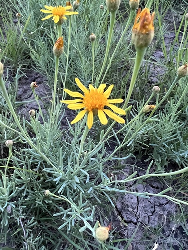 fleshy clapdaisy (Clappia suaedifolia)