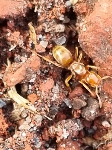 墨西哥毛蚁Lasius mexicanus