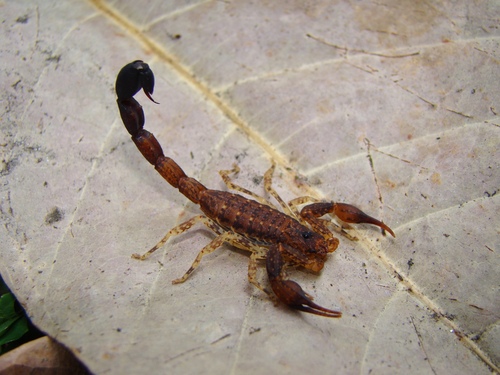 Tityus rondonorum · iNaturalist